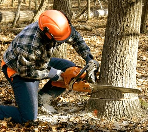 Tree Removal in Meadow, SD